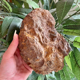 Petrified Wood Specimen