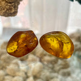 Baltic Amber Specimens