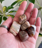Petrified Wood Large Tumble