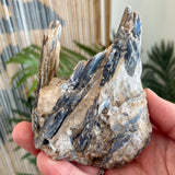 Blue Kyanite Specimen 444