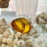 Baltic Amber Specimens