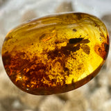 Baltic Amber Specimen with Insect