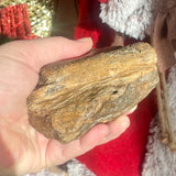 Petrified Wood Front Polished - Indonesia