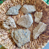 Fossils from Hudson Bay Lowlands