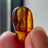 Baltic Amber Specimen with Insect