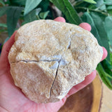 White Calcite Cracked Geode - 3 Pieces