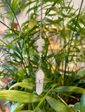 Pendulum - Goddess Crown - Pendulums By Wojo