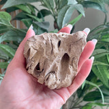 Fossils from Hudson Bay Lowlands