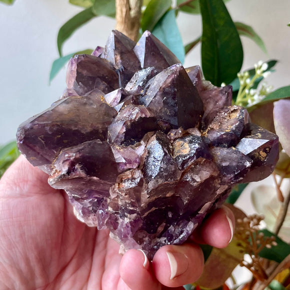Local Amethyst Cluster - 2025