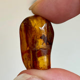 Baltic Amber Specimen with Insect