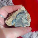 Petrified Wood - Indonesia
