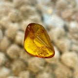 Baltic Amber Specimens