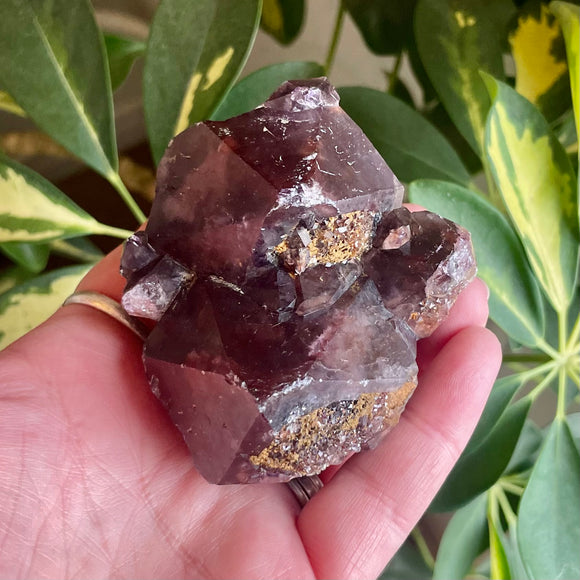 Local Amethyst Cluster - 2025