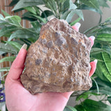 Fossils from Hudson Bay Lowlands