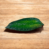 Leaf Incense Holder By Wojo
