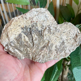 Plumose Lithium Muscovite - Ear Falls