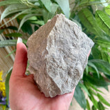 Niagara Fossil