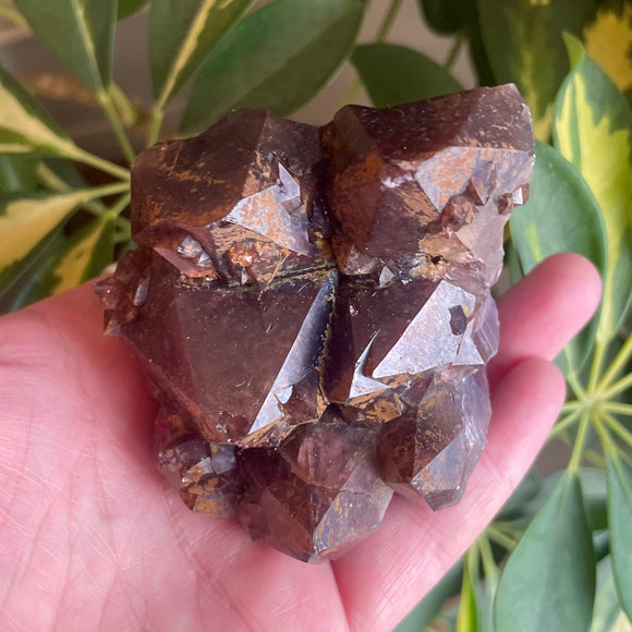 Local Amethyst Cluster - 2025