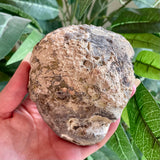 Petrified Wood with Amethyst