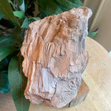 Petrified Wood Spcimen - Large