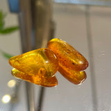 Baltic Amber Specimens