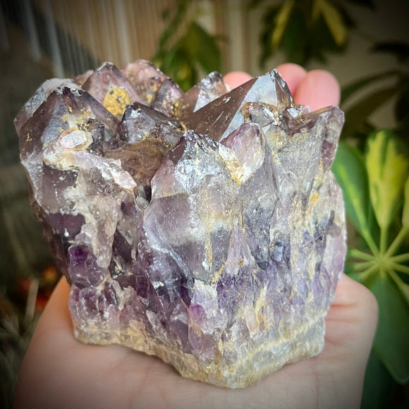 Local Amethyst Cluster - 2025