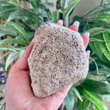 Fossils from Hudson Bay Lowlands