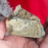 Petrified Wood - Indonesia