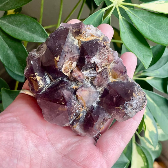 Local Amethyst Cluster - 2025
