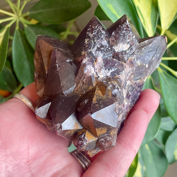 Local Amethyst Cluster - 2025