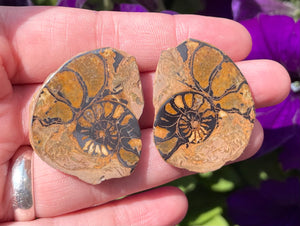 Ammonite Pairs