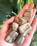 Petrified Wood Tumble Stone