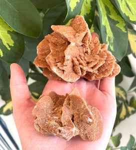 Brown Desert Rose