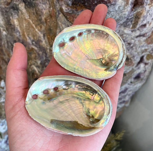 Small Abalone Shells