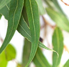 New Directions Lemon Eucalyptus Essential Oil 15ml