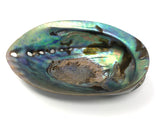 Abalone Shell - Polished