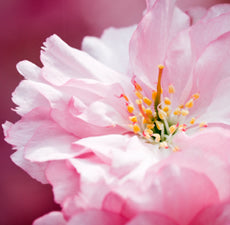 New Directions Japanese Cherry Blossom Fragrance Oil 100ml