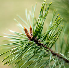 New Directions Pine Essential Oil 15ml