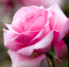 New Directions Rose Garden Fragrance Oil 100ml