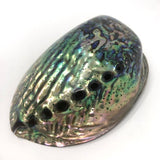 Abalone Shell - Polished