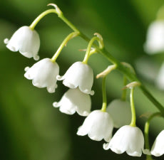 New Directions Lily of the Valley Fragrance Oil 100ml