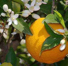 New Directions Sweet Orange Essential Oil 15ml